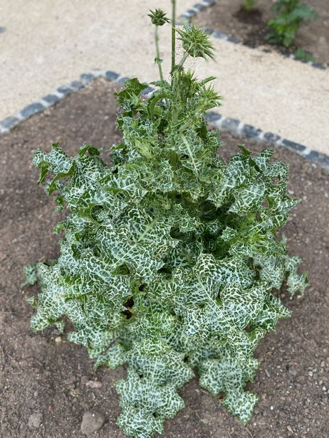 Mariendistel Mariendistel